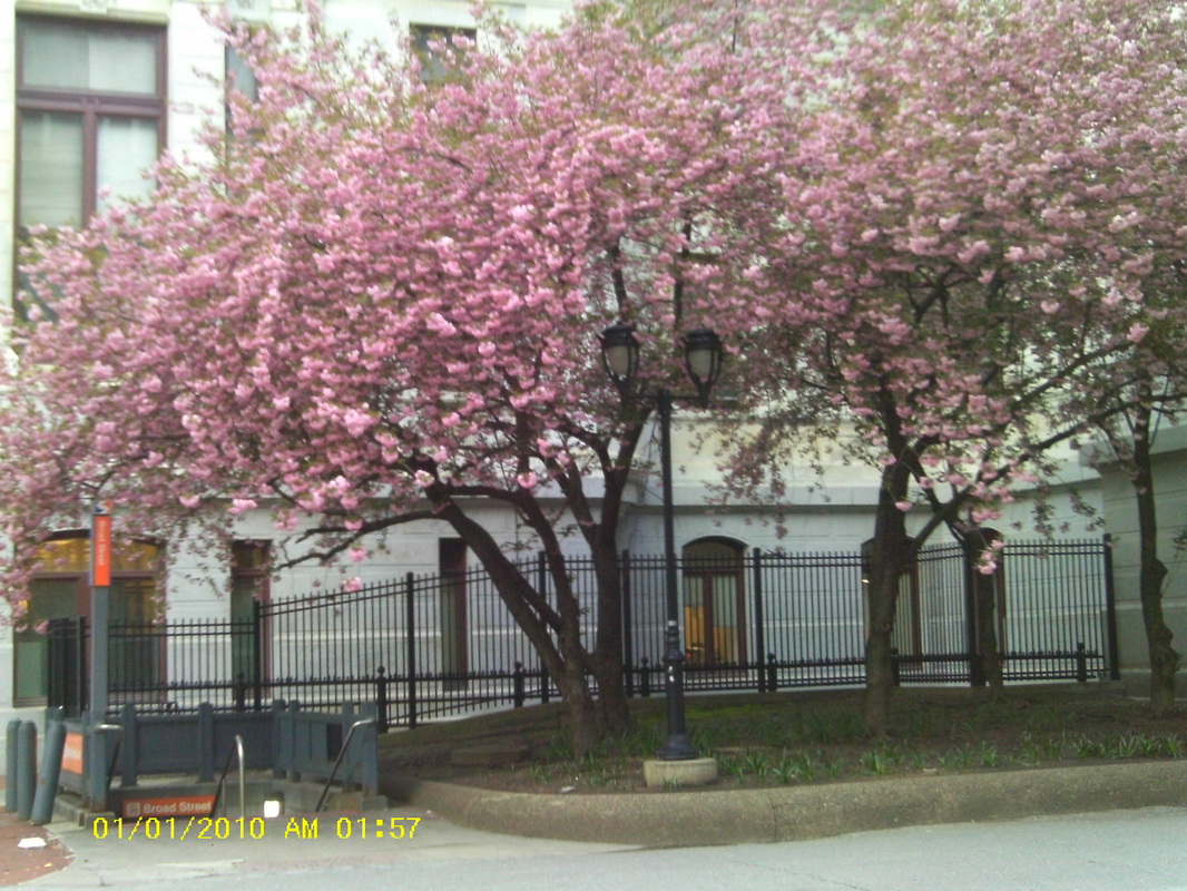 Picture